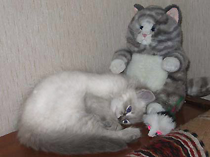 Невские маскарадные котята
