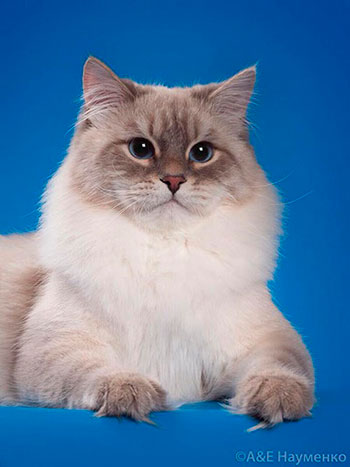 У нас рождаются очаровательные невские маскарадные котята разных окрасов.  Продажа невских маскарадных котят.