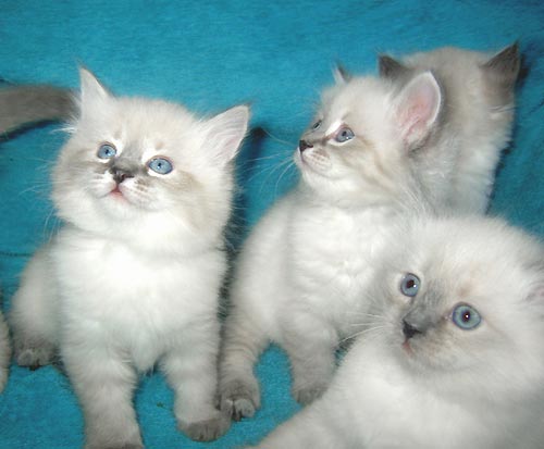 http://www.nevamodern.ru/kittens-222.jpg