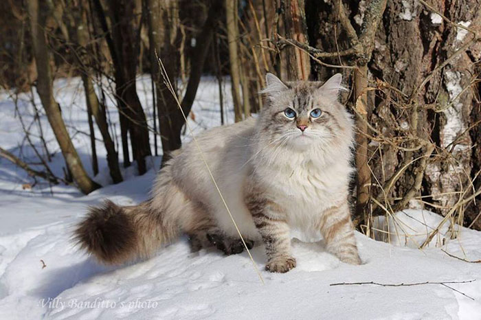 Невский маскарадный кот